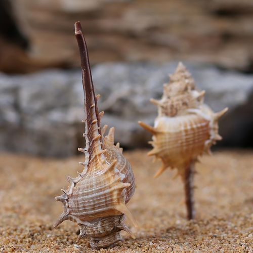 鱼缸造景天然海螺贝壳小刺螺长刺螺水族箱橱窗装饰大刺女巫骨螺
