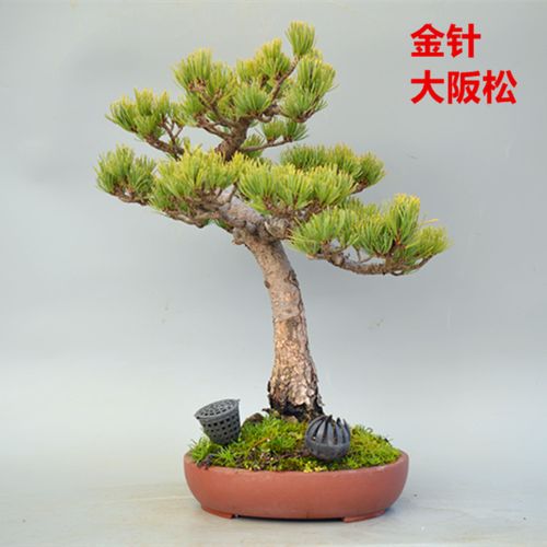 禅意日本金针大阪松盆景盆栽实物老桩精品进口常青绿植五针松
