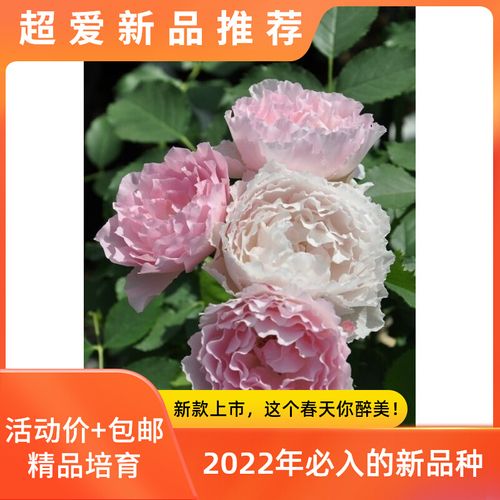 超新品现货【优雅精灵月季】灌木切花河本浓香粉色抗病勤花 耐热