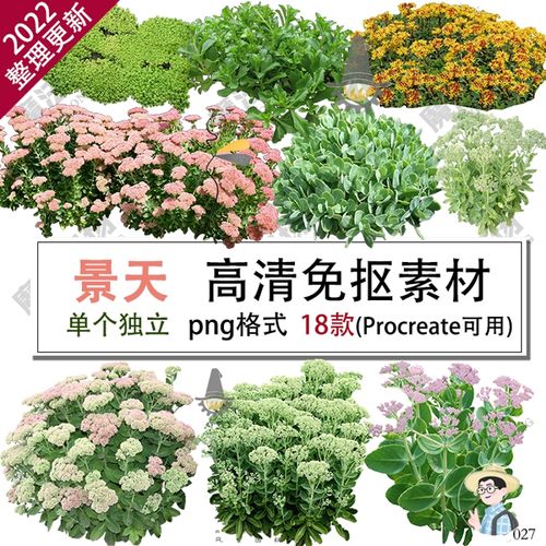 鲜花花卉金叶八宝景天procreate花境设计png高清免抠分层ps素材