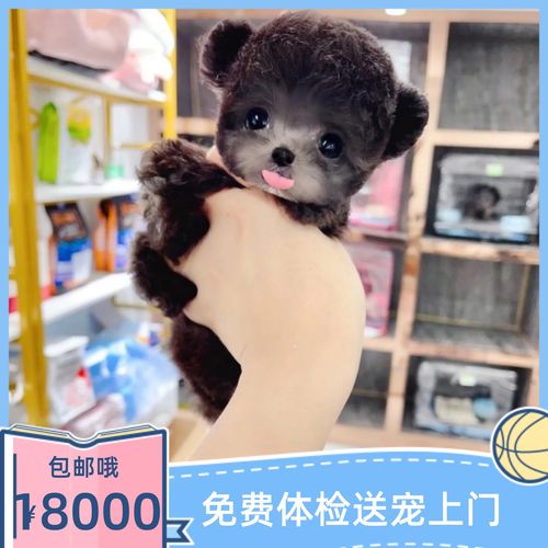 1560号茶杯泰迪幼犬宠物狗狗纯种可爱飞耳泰迪立耳贵宾犬训练