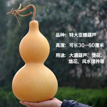 胡芦种子天然特大酒葫芦种子特小手捻天津嘴草里金中号亚腰籽盆栽种苗