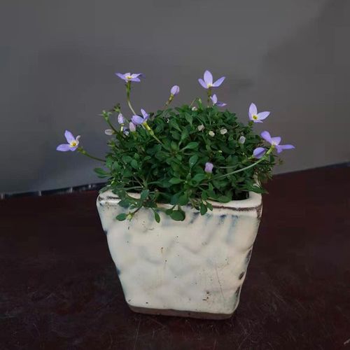 山野草北美耳草蓝花耳草迷你微型植物蓝紫花雏草日本紫花姬鸢尾