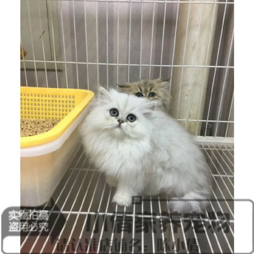 出售金吉拉猫金吉拉幼猫纯种长毛猫活体幼猫金吉拉宠物猫活体q