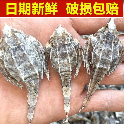 5折海麻雀海燕渔民自晒海底麻雀天然干货海产泡酒煲汤1只2克 海麻雀10