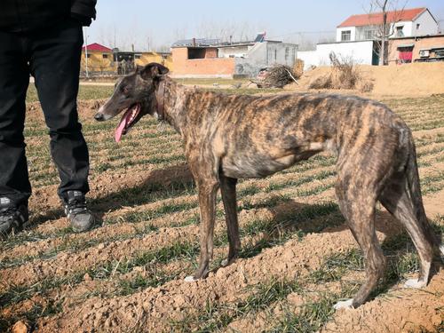 纯种格力犬幼犬活体格惠犬比格犬细犬格惠串逮兔犬活物宠物犬