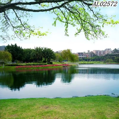 【户外风景背景】新款春季公园外景直播背景布高清公园风景背景布