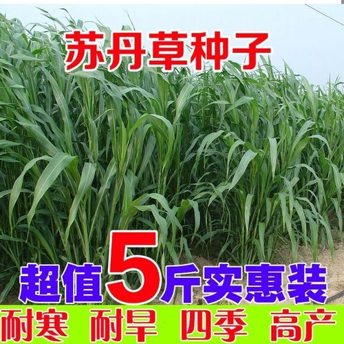 鱼草种子苏丹草种子养殖多年再生畜牧草种子四季高丹草喂鱼草种籽【3
