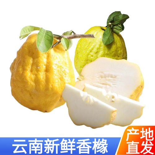 云南新鲜香橼果 香缘佛手柑 农家水果可食用佛手 老香橼枸橼枸橼子