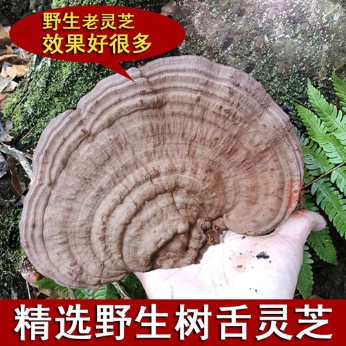 野生真野生灵芝 树舌灵芝野生灵芝青芝红缘野生灵芝