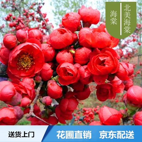 【云仓发货】茶馨语 日本长寿冠海棠盆栽 老桩盆景梅花树桩重瓣海棠