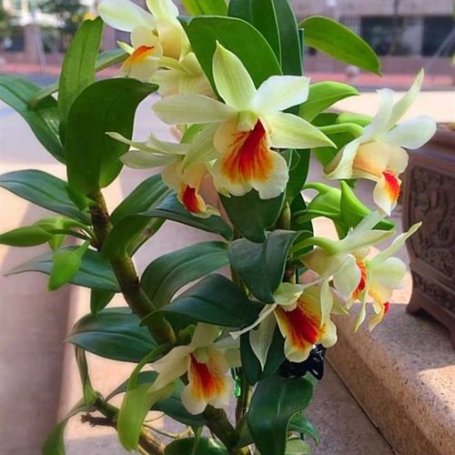 黑毛石斛花翅鄂翅萼石斛丛苗 盆栽盆景j观赏斛卉 浓香型石 花