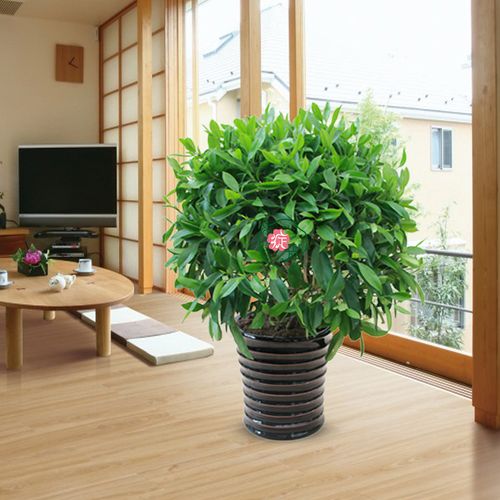 绽放四季非洲茉莉阳台庭院绿植客厅大型盆栽租摆租赁北京同城花卉