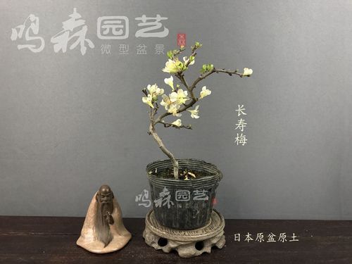 白花长寿梅原盆原土日本原装进口白花长寿梅  一图一拍白花长寿梅