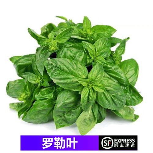 【顺丰】新鲜罗勒叶 食用西餐香料 甜欧罗青酱罗勒 250g