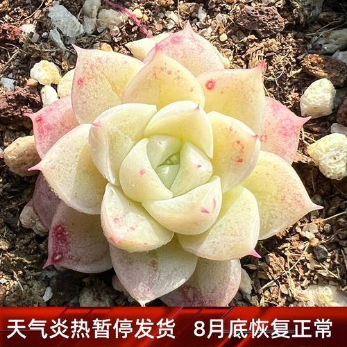 小脸女王玫瑰多肉植物一物一拍 小v脸女王玫瑰多肉【雪狼多肉】