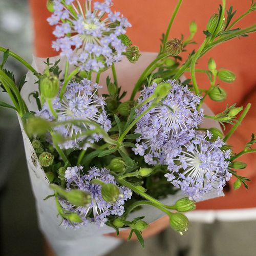 翠珠蓝色鲜花云南直发昆明基地斗南花市插花水养花束