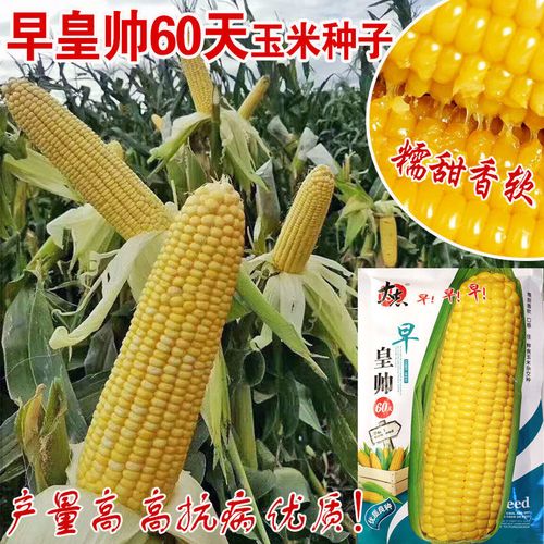 早皇帅60天玉米种子早熟大棒玉米孑软糯香甜黄粘甜糯玉米种籽