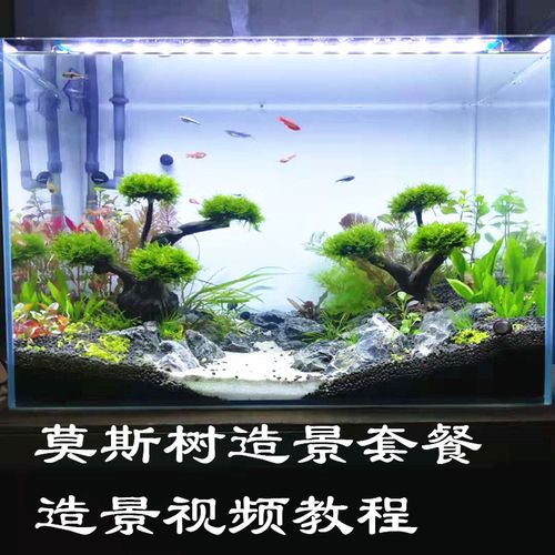 莫斯树造景套餐水草沉木景鱼缸装饰