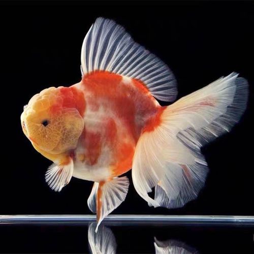 百褶泰狮冷水金鱼精品活鱼进口f1红白菠萝泰师樱花黑色百褶裙国粹 6