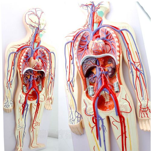 人体血液循环【心脏可拆卸 数字标识】