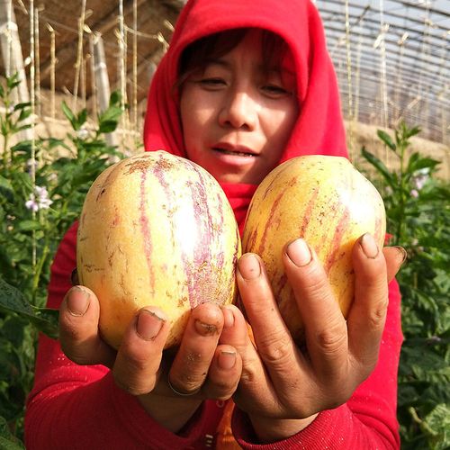 甘肃人参果水果2/10斤黄肉大果产妇新鲜水果批发人生