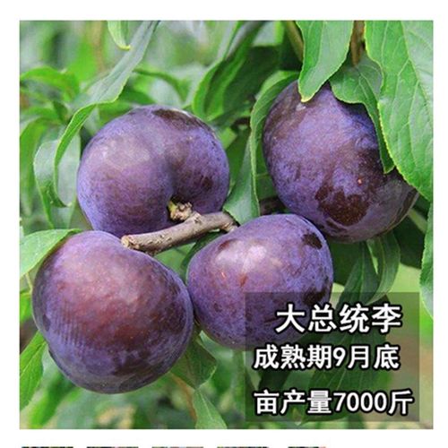 嫁接李子树苗大总统李子树苗蜂糖李树苗盆栽地栽南方北方四季种植