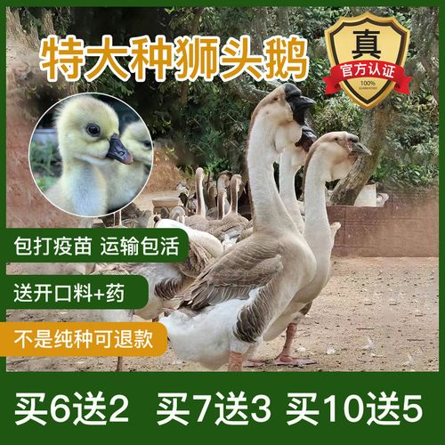 鹅活苗狮头鹅活苗特大种狮头鹅正宗汕头纯种灰狮头鹅活体幼崽包邮