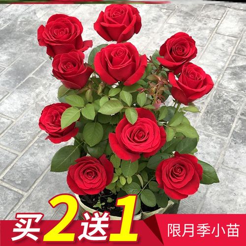小苗|虞城园艺 灌木月季卡罗拉月季红色切花耐热抗病盆栽四季开花