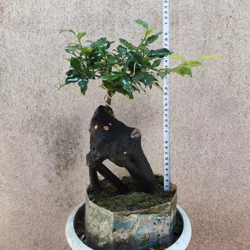 四川金弹子盆景树桩熟原生桩母带果疙瘩怪根金弹子老桩盆栽带果03