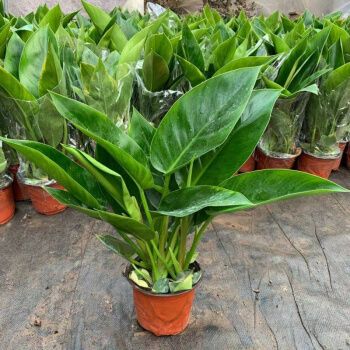 天堂鸟苗盆栽植物大盆金钻鹤望兰大型绿植客厅室内四季长青花卉 大苗