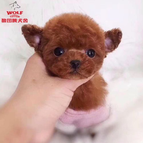 狼图腾飞耳泰迪宠物狗茶杯泰迪活物纯种立耳泰迪狗飞耳泰迪活体北京犬