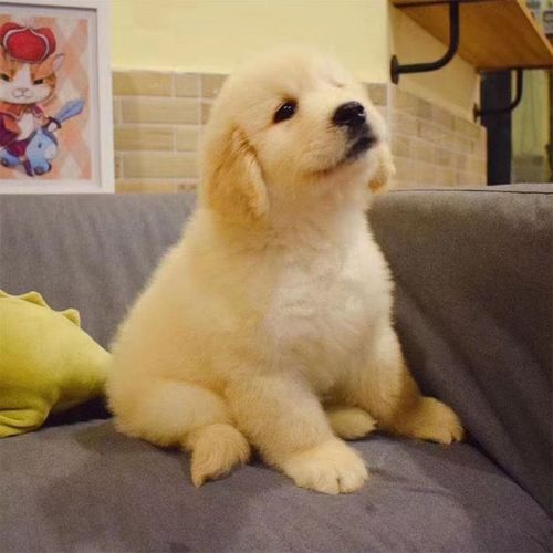 金毛幼犬纯种金毛犬真狗宠物狗狗活物幼崽小金毛大型可爱聪明奶狗【3