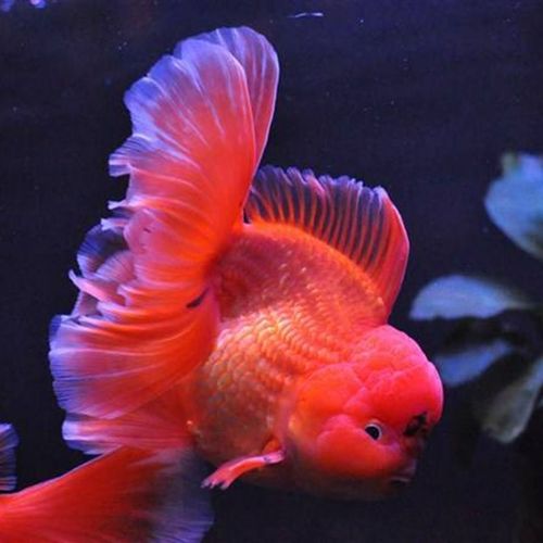 冷水金鱼百褶裙泰狮五花泰狮红百褶裙泰狮练手鱼精品批发好养淡水【5