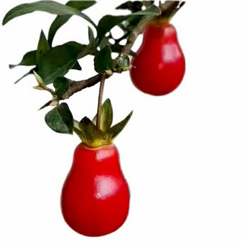 金弹子严选品种血钻血红胡芦水晶红胡芦血红果品种桩.