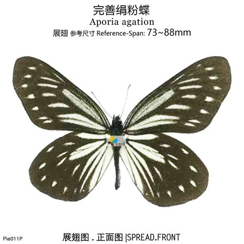 完善绢粉蝶apnoria agation 展翅73-88mm 小野家的蝶