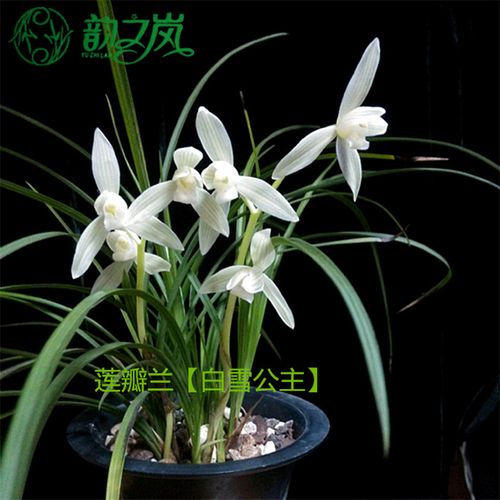 韵之岚兰花苗 莲瓣兰白雪公主 云南老种素花细叶浓香室内室外绿植兰草