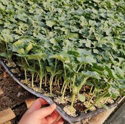 35/株  麒麟西瓜苗 嫁接的西瓜苗 早春西瓜苗 耐寒西瓜苗