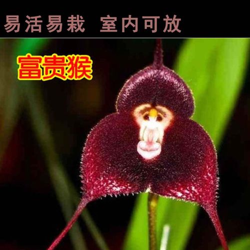 稀有植物猴面兰花 兰花苗 猴面小龙兰 室内盆栽 办公室 植物 富贵猴1