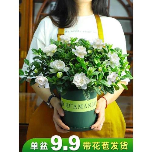 七彩栀子花盆栽花卉植物室内四季开花好养阳台盆景办公室带土带盆