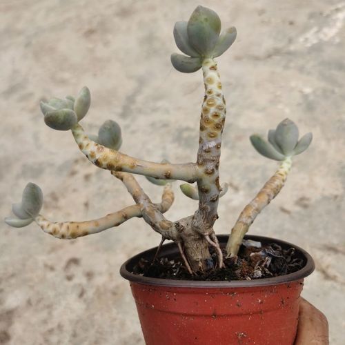 濡沫园艺玉蝶多肉植物石莲花老桩多头雨蝶老桩大棵玉碟手捧花包邮