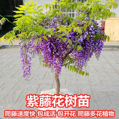 紫藤花树苗爬藤植物庭院攀爬四季开花盆栽花苗绿植花卉藤蔓紫藤萝