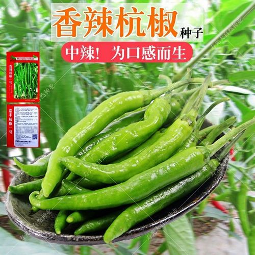香辣杭椒种子 线椒种子长条辣椒 辣椒籽阳台庭院盆栽蔬菜