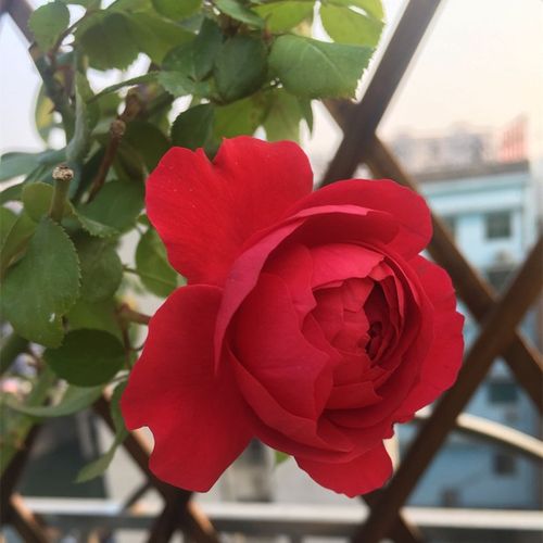 红色达芬奇欧洲月季花v苗大花浓香花卉四季灌木盆栽和平小玫瑰王