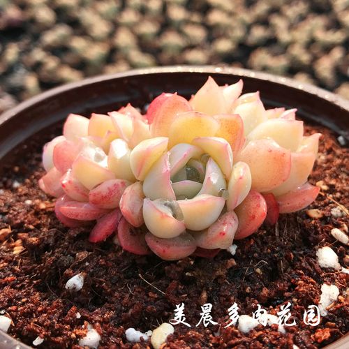 美晨多肉植物果冻色水莲多肉群生办公室阳台绿植盆栽花卉新手