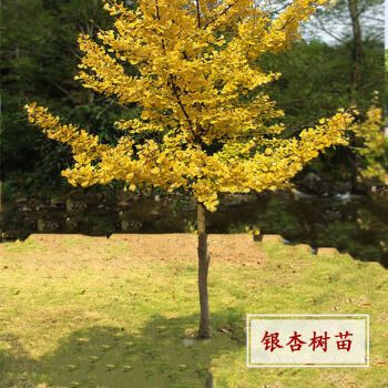 银杏树小苗大树庭院银杏树苗风景树景观树园林绿化植物行道南北方 2cm