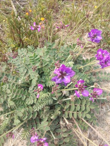 野外现挖新鲜甜地丁草萝卜地丁紫花地丁茶鸡布袋全草老根