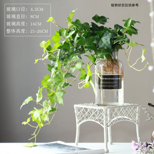 水培常春藤绿植室内稀有心叶长藤垂吊植物办公室桌面水养爬藤吊兰