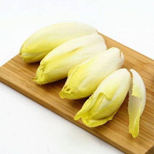 玉兰菜新鲜蔬菜软化菊苣色拉比利时生菜西餐沙拉食材3斤