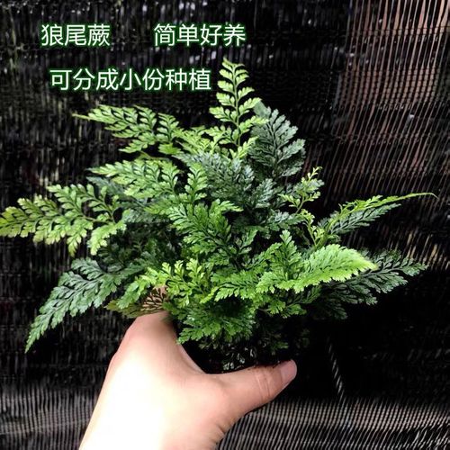 狼尾蕨绿植盆栽办公室内桌面窗台四季常青耐阴蕨类观赏蕨类植物